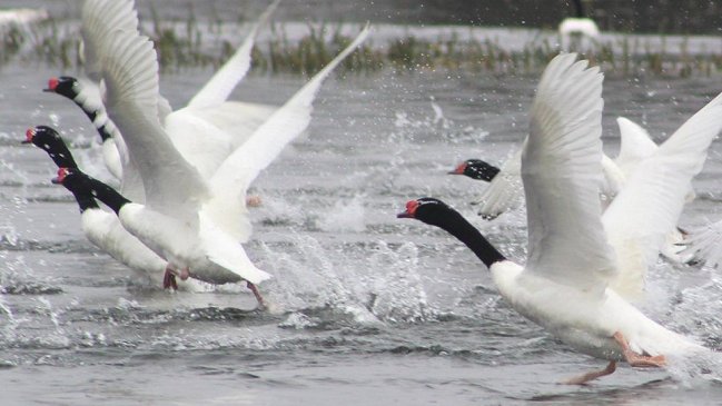 Detectan influenza aviar en 10 cisnes de un Santuario de la Naturaleza en Valdivia