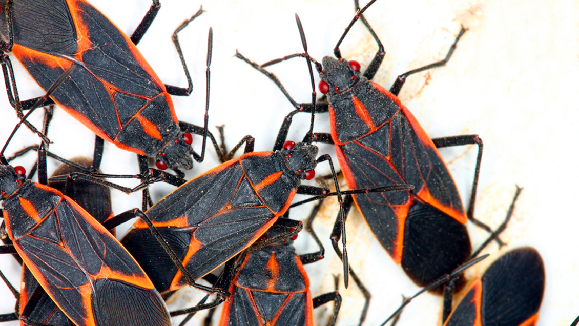 Chinche del arce: Expertos explican cómo enfrentar la plaga este invierno