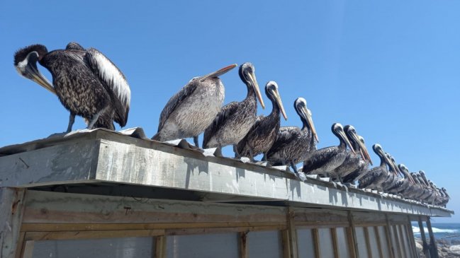 SAG descartó gripe aviar en aves muertas en el litoral de San Pedro de la Paz