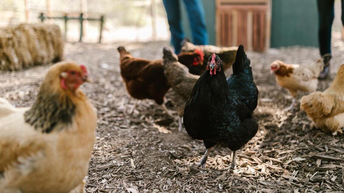 SAG erradicó foco de influenza aviar en plantel industrial de Valparaíso