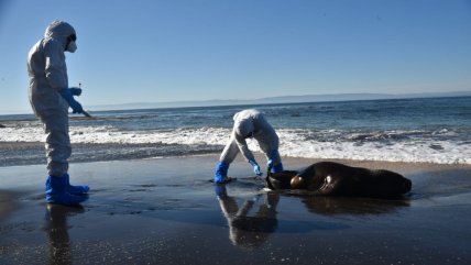   SAG investiga muerte de cientos de lobos marinos en varias playas del Biobío 