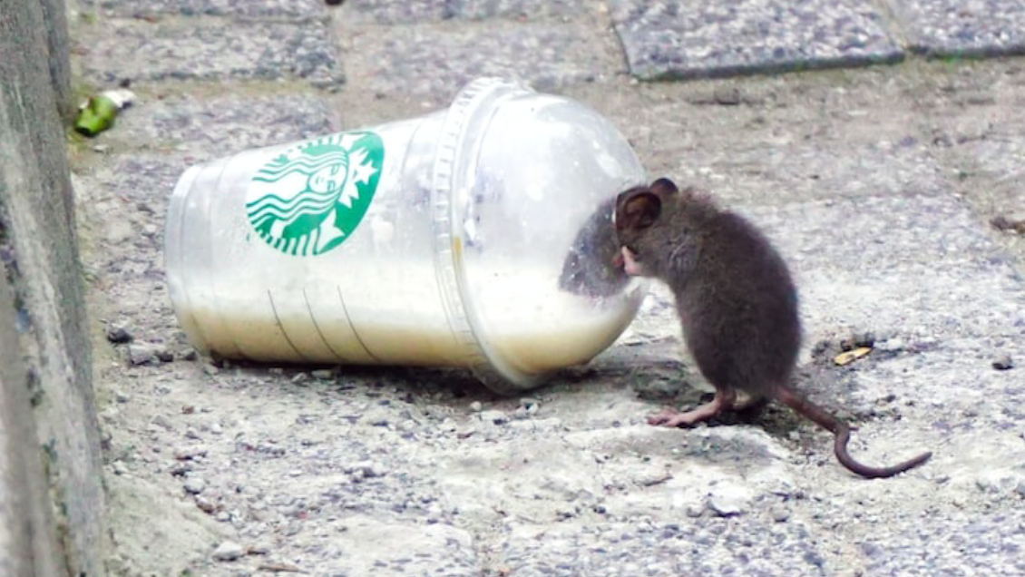 Nueva York le declara la guerra a las ratas con nueva medida