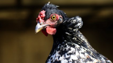  Gripe aviar: El consumo de los productos avícolas es seguro  