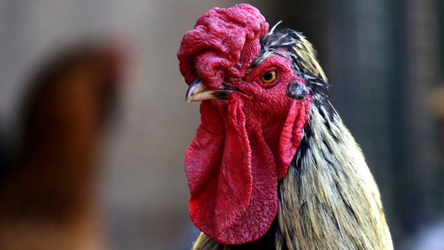 SAG confirmó primer caso de gripe aviar en aves domésticas en Puerto Montt