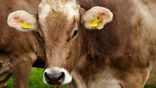   Biotecnólogo busca satisfacer a consumidores de carne sin dañar al medioambiente 