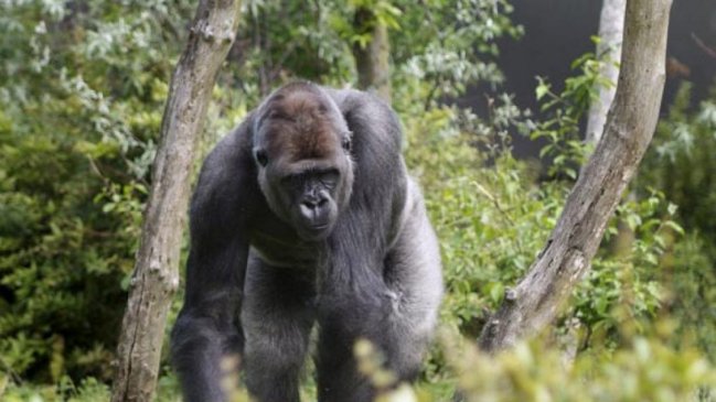   Murió el gorila Bokito, famoso por sus huidas del zoo de Róterdam 