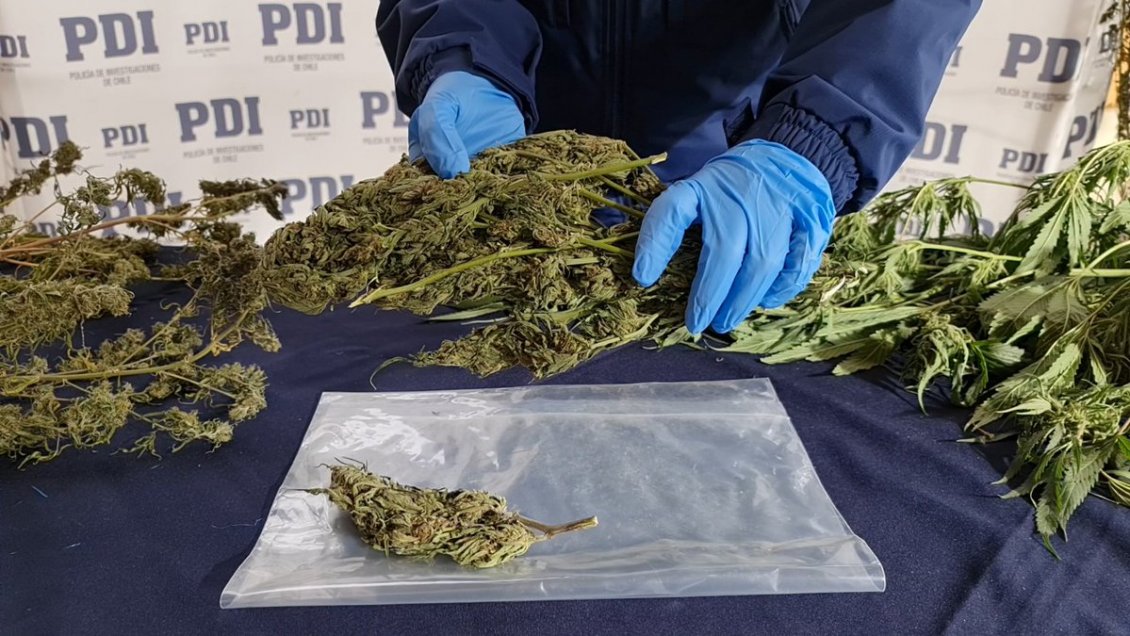 PDI incauta 50 plantas de marihuana desde una vivienda en la comunidad mapuche Trangol de Victoria
