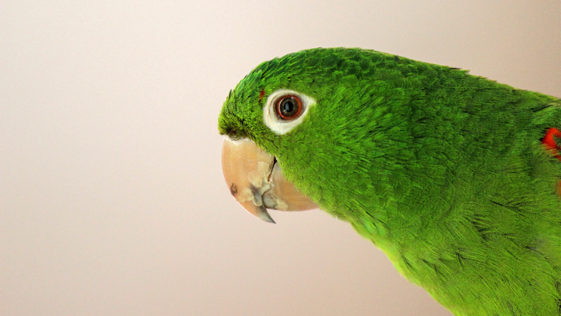 Fue el testigo clave: Lorito ayudó a resolver un homicidio después de 9 años en India