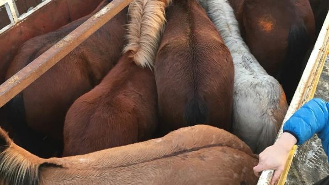 Municipio de Punta Arenas trabaja en plan para evitar proliferación de caballos en la vía pública