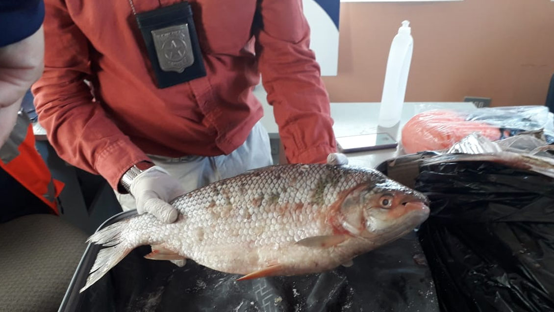 Incautan más de media tonelada de pescado en buses en Antofagasta