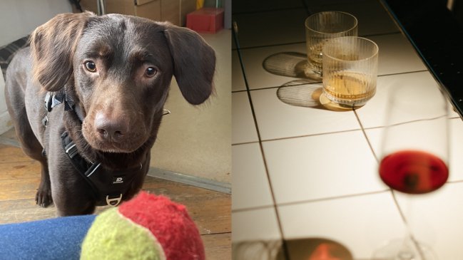 Rescatan a perrito adicto al alcohol: Su dueño le daba de beber en las noches