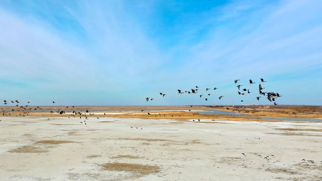 Avistan más de 550.000 aves migratorias en humedales en el norte de China