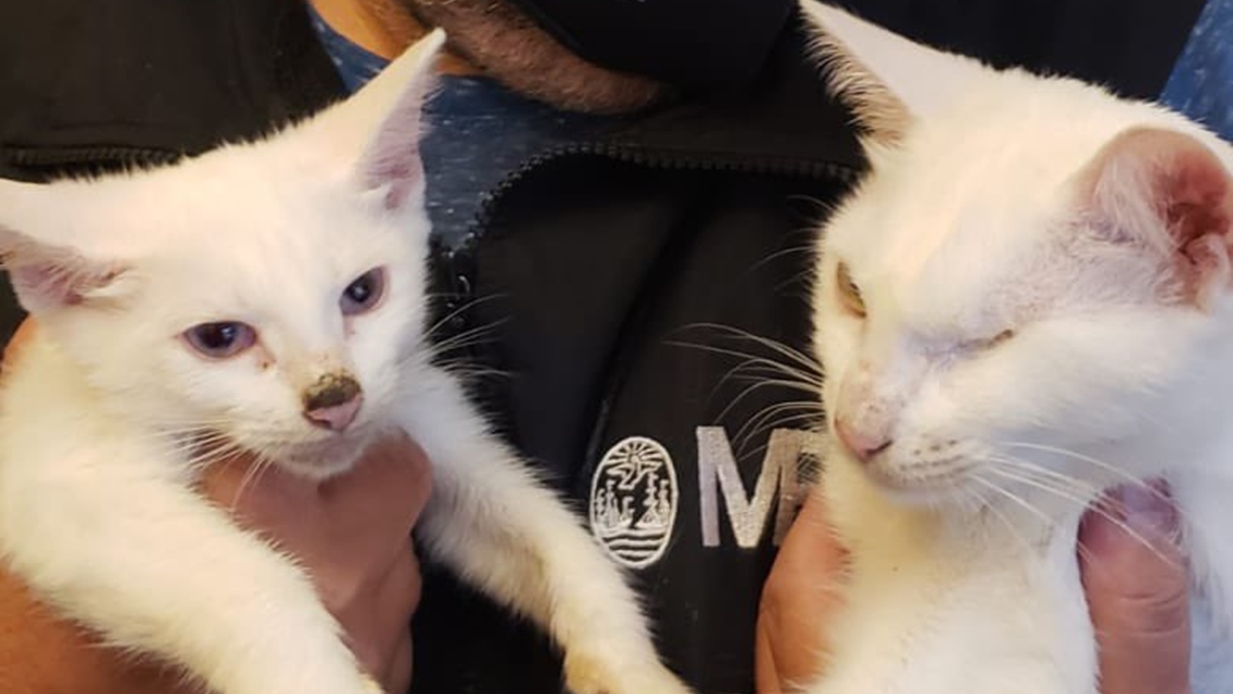 Rescatan a gatos de una casa que almacenaba restos de felinos listos para cocinar