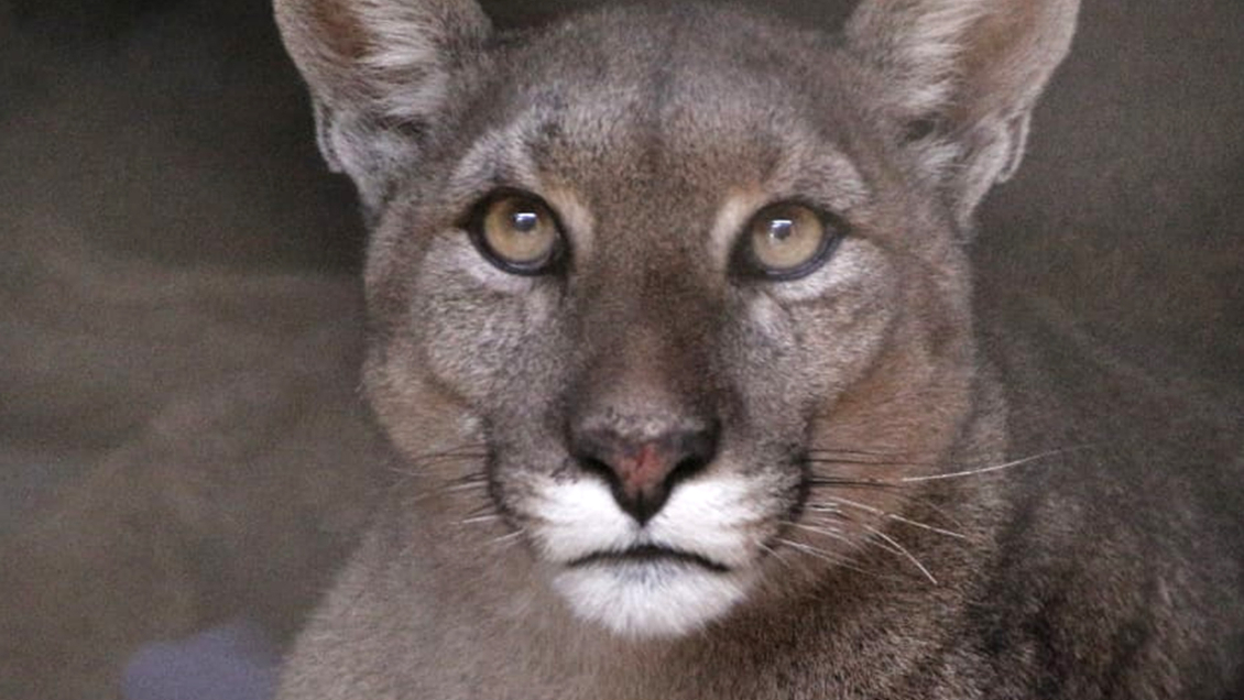 Hombre de 87 años fue atacado por un puma en Colchane