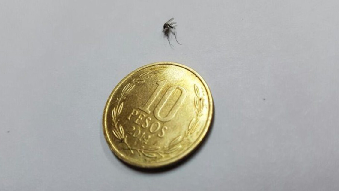 Minsal confirmó hallazgo en Los Andes de mosquito capaz de transmitir zika, dengue y fiebre amarilla
