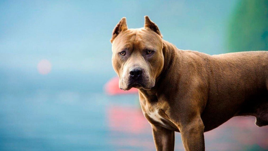 Hombre murió tras ser atacado por tres perros pitbull en Renaico