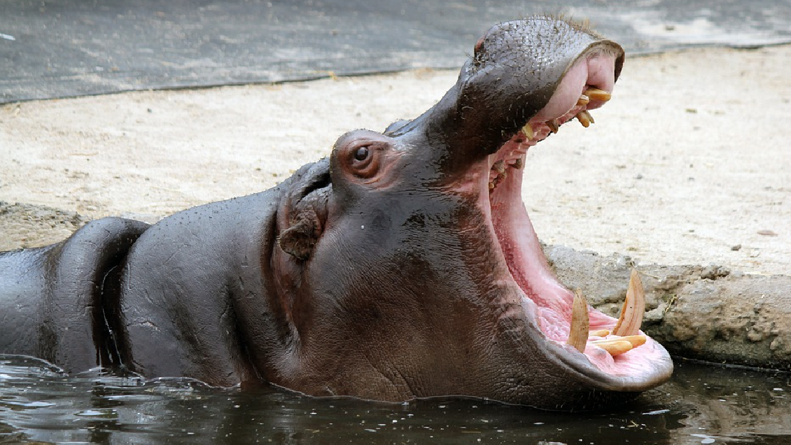 Plaga descontrolada: Agotadas las alternativas, Colombia estudia matar hipopótamos de Pablo Escobar