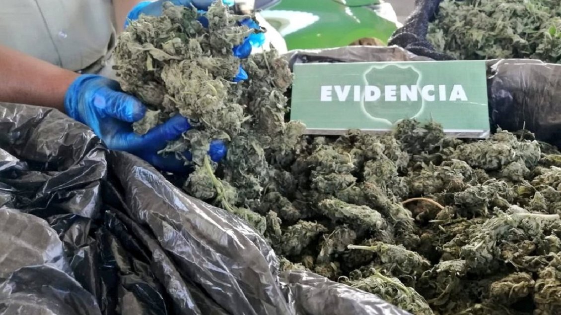 Dueño de plantación de marihuana dijo a Carabineros que era para 