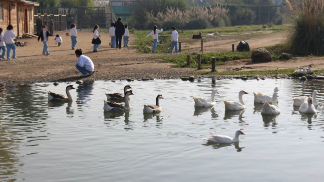  Universidad de Talca confirmó que aves de su jardín botánico dieron positivo a gripe aviar  