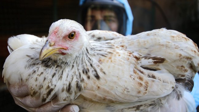 Gobierno asegura que avance de gripe aviar permanece 