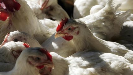 Influenza: Industria advierte alza de precios de huevos por masivo sacrificio de aves  