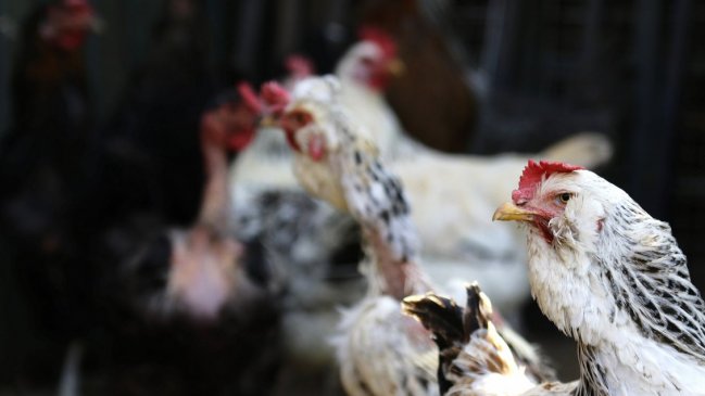   Nuevo caso de gripe aviar en planta industrial del Biobío: Sacrificarán 180 mil aves 
