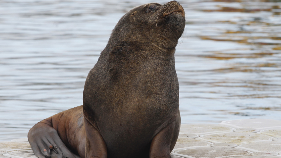 Autoridades confirmaron primer caso de lobo marino con gripe aviar en Los Lagos