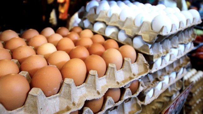   Sólo el 5% de las gallinas ponedoras de huevos han sido afectadas por la gripe 