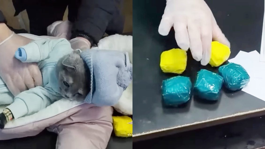 Mujer disfrazó a su gato como un bebé para transportar y vender droga