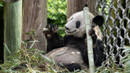   Después de dos décadas, el panda Ya Ya vuelve a China 