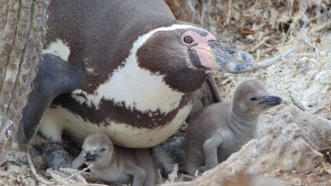   La gripe aviar es una amenaza para el pingüino de Humboldt en Chile 