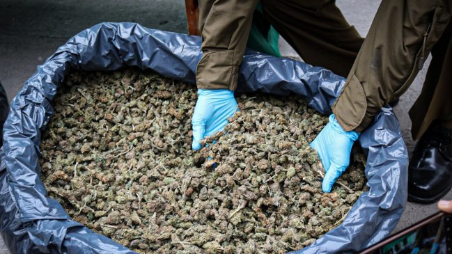 Carabineros incautó 35 mil dosis de marihuana en quebrada de Ovalle
