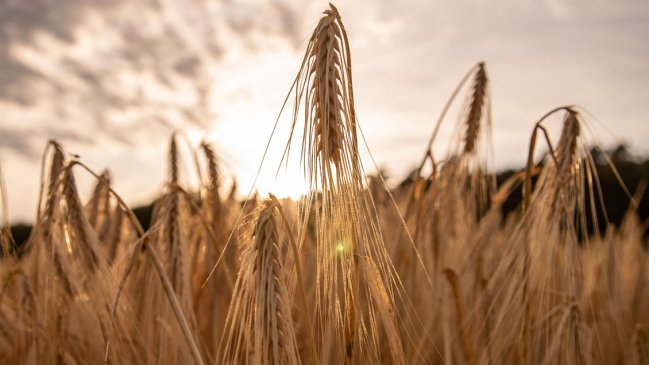 Rusia sigue insatisfecho con el acuerdo del grano tras la reunión con la ONU