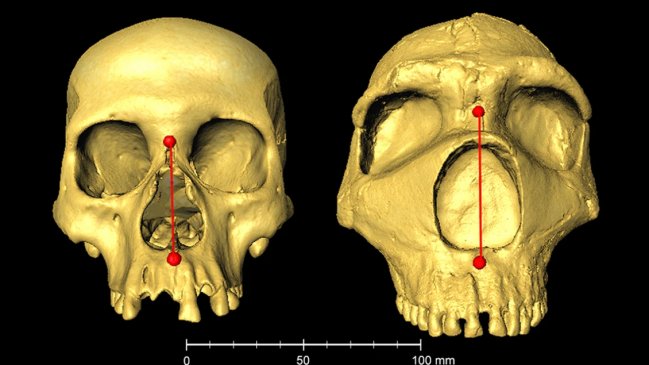   La forma de nuestra nariz, una herencia neandertal y una ventaja evolutiva 