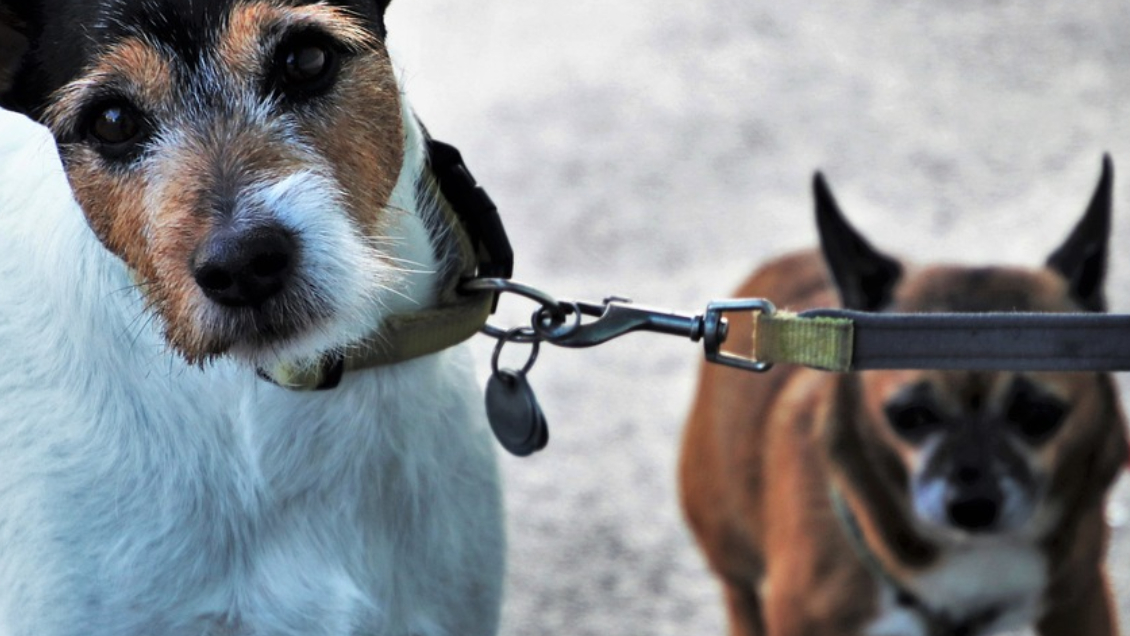 Maltrato animal: Perritas habrían sido lanzadas desde edificio en Copiapó