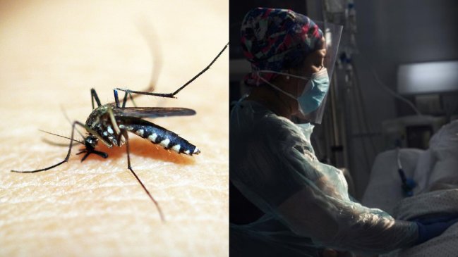   Científicos alertan sobre posible epidemia de dengue en América 