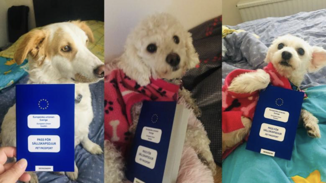 Tres perritos chilenos fueron adoptados desde Suecia: 