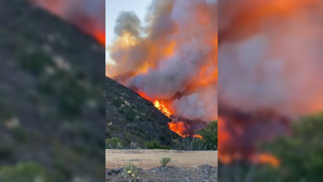 Incendio amenaza a viviendas en Zapallar: 