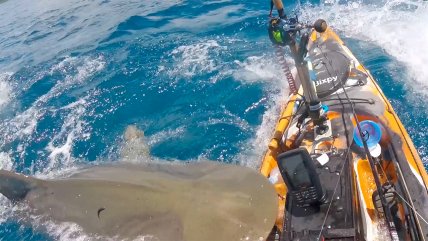   Escalofriante: Tiburón atacó a kayak en Hawái 