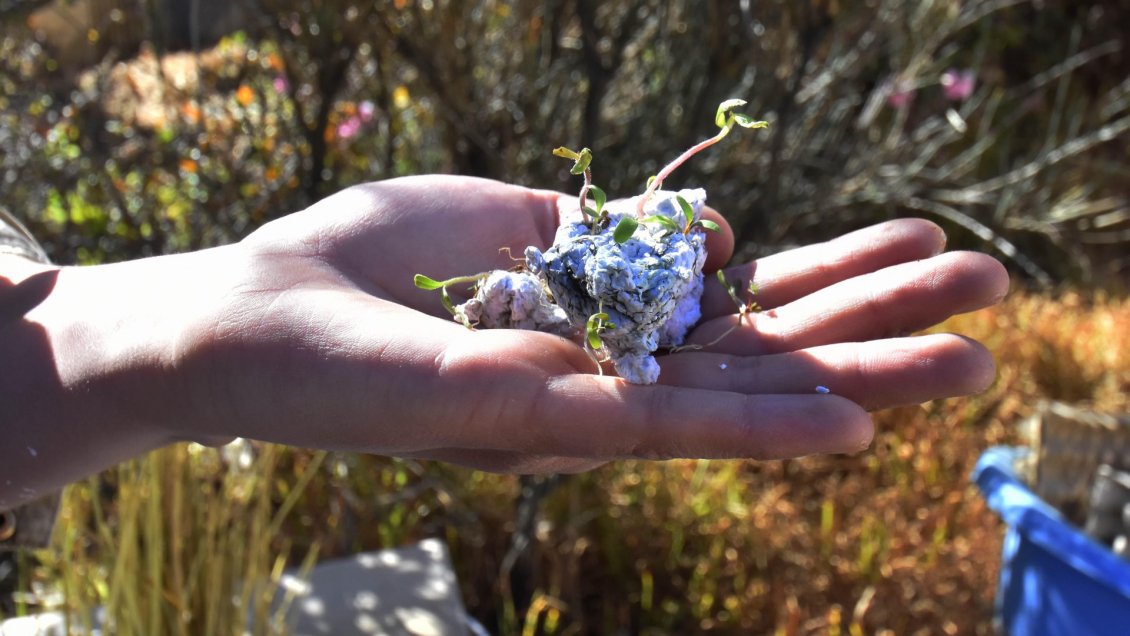 Familias de La Araucanía proveen hierbas y frutos para tratamiento de diabéticos