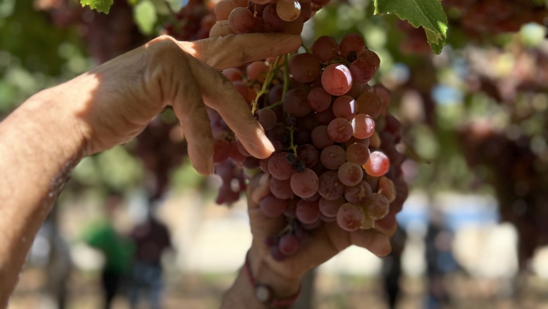 Corfo certificó a cooperativa de Elqui por cumplir con producción limpia
