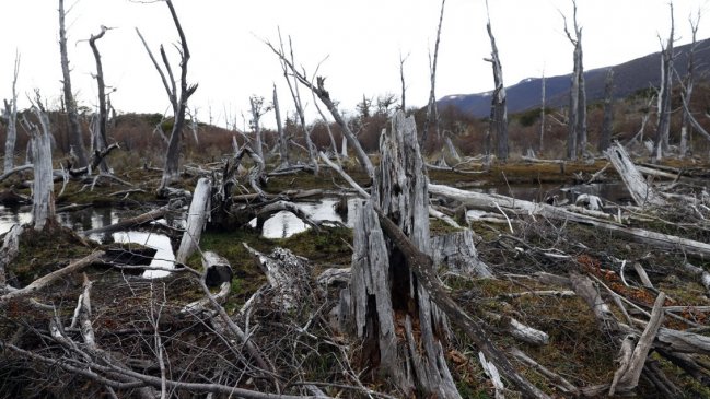  El castor, la plaga que arrasa bosques patagónicos en Chile  