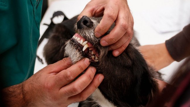  Universitarios acusan que perros comunitarios fueron sacrificados y usados en clases de anatomía  