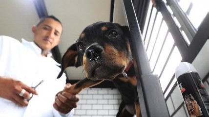   Inauguran el primer hotel para perros y gatos abandonados en Ciudad de México 