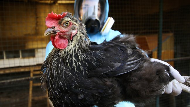   La gripe aviar afecta a menos del 1 por ciento de la industria avícola en Chile 