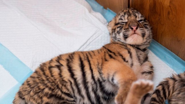   Nacen más de 30 cachorros de tigre siberiano en centro de cría en China en cinco meses 
