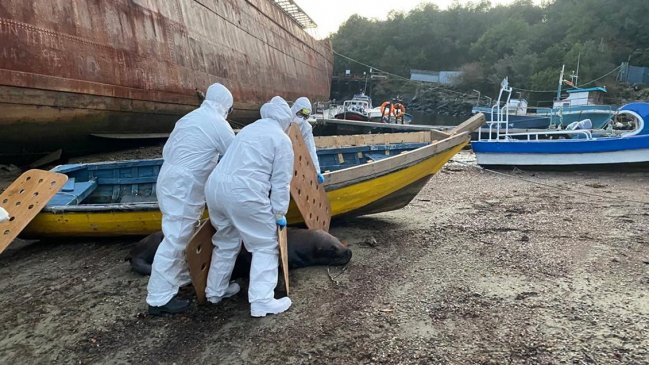 Sernapesca informó primer caso de gripe aviar en mamífero marino de la Región de Aysén