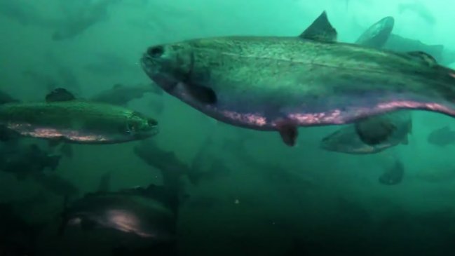  Trabajadores del salmón piden precisar aplicación del proyecto de áreas protegidas  