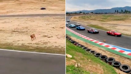   Perrito cruzó pista de Quilpué en plena carrera y causó terror en asistentes 