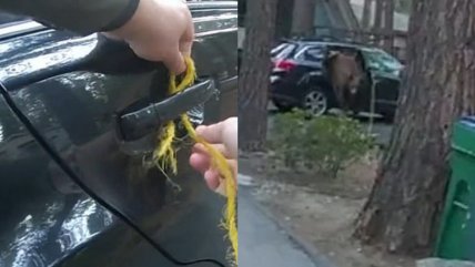  Policías dejan libre a un oso que estaba atrapado en un auto  